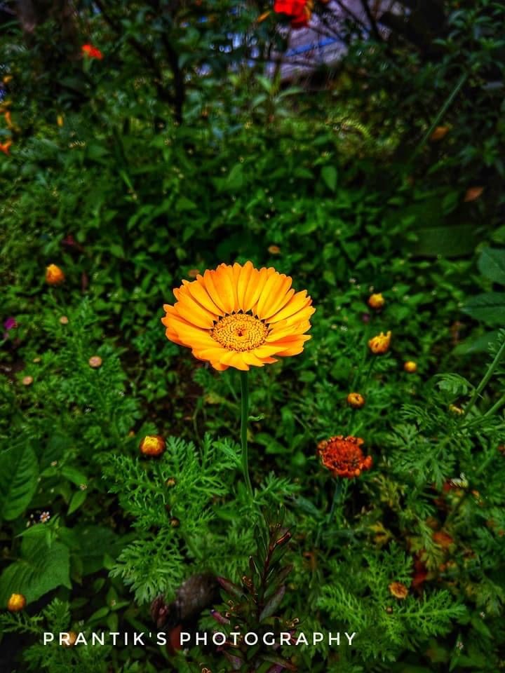 A single orange marigold in a green garden